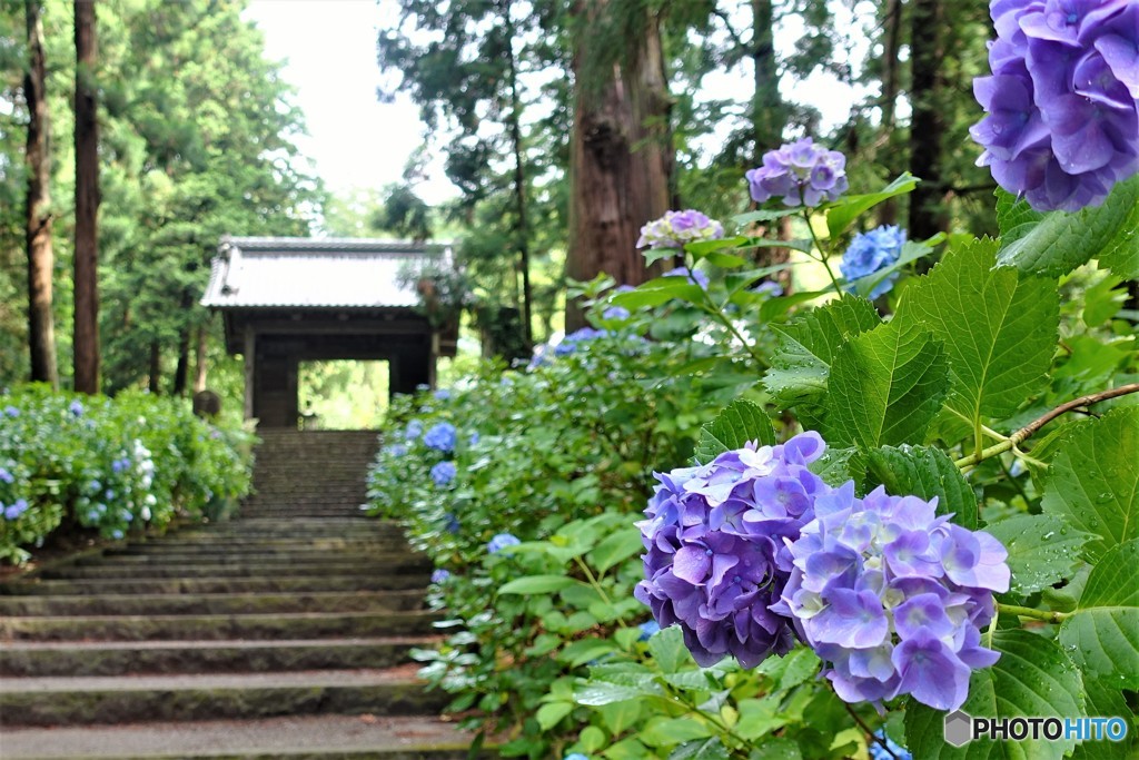 大中寺紫陽花