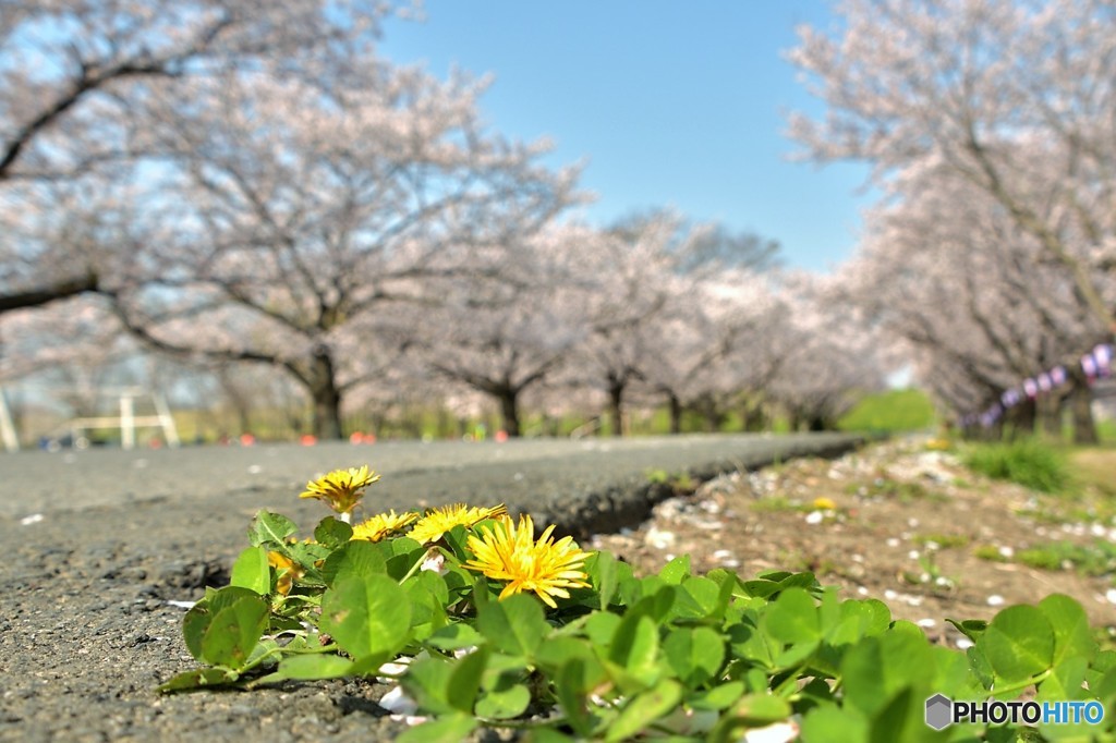 路横たんぽぽ