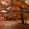 近所の紅葉（清水公園）