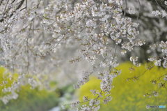 桜veil
