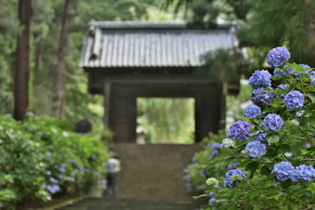 大中寺紫陽花2019