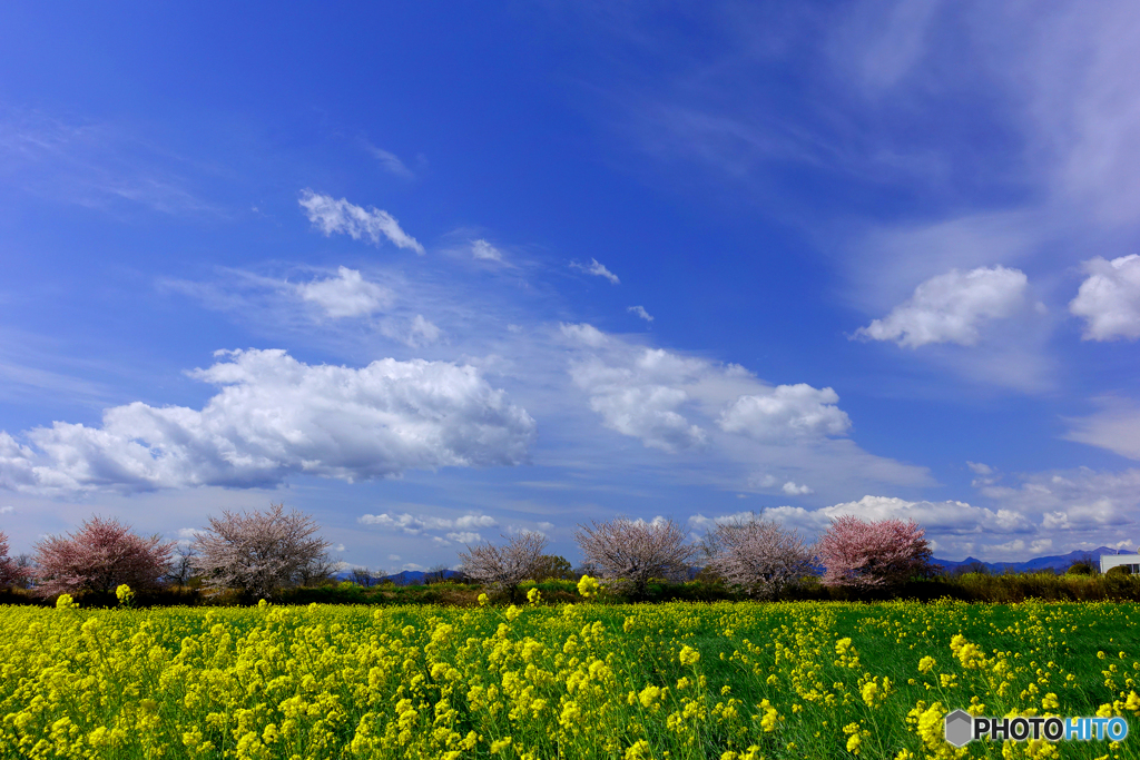 菜の空Ⅱ