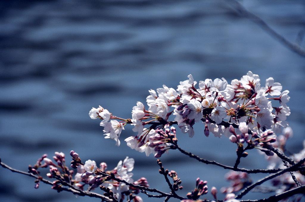 水辺の桜