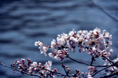 水辺の桜