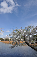上野の桜
