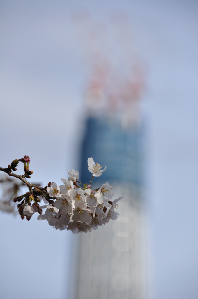 スカイツリーと桜