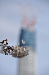 スカイツリーと桜