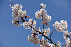 桜-2010