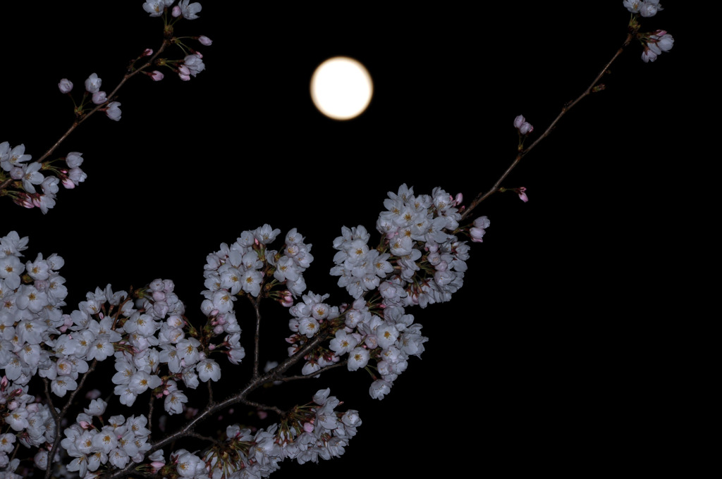 月と桜