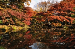 紅葉in日比谷公園