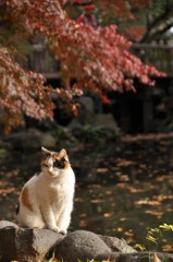 にゃらん１