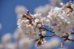 桜-2010part2