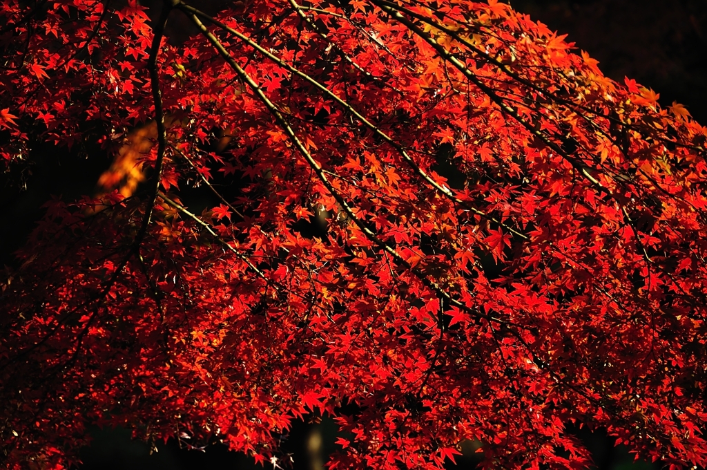 紅葉