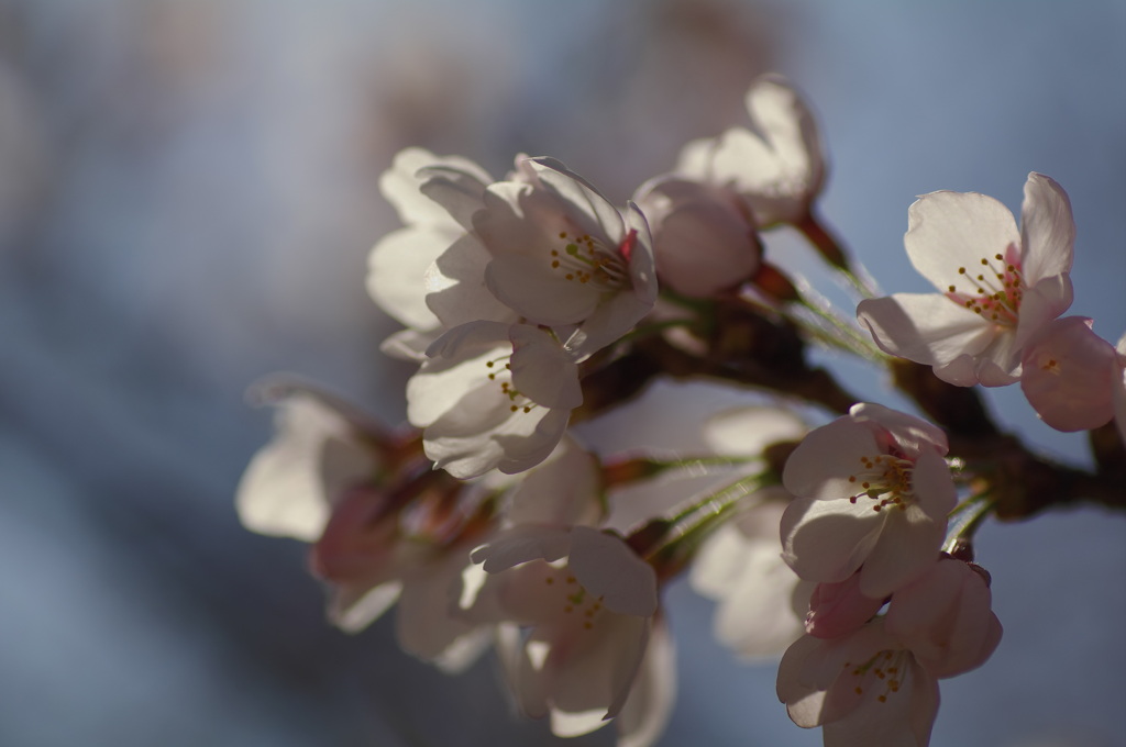 sakura
