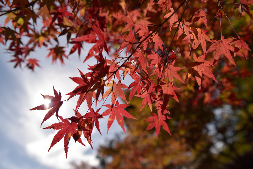 高雄　紅葉