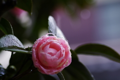 IMGP5679