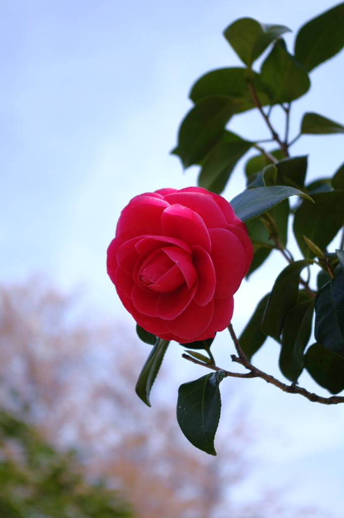 椿