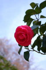 椿