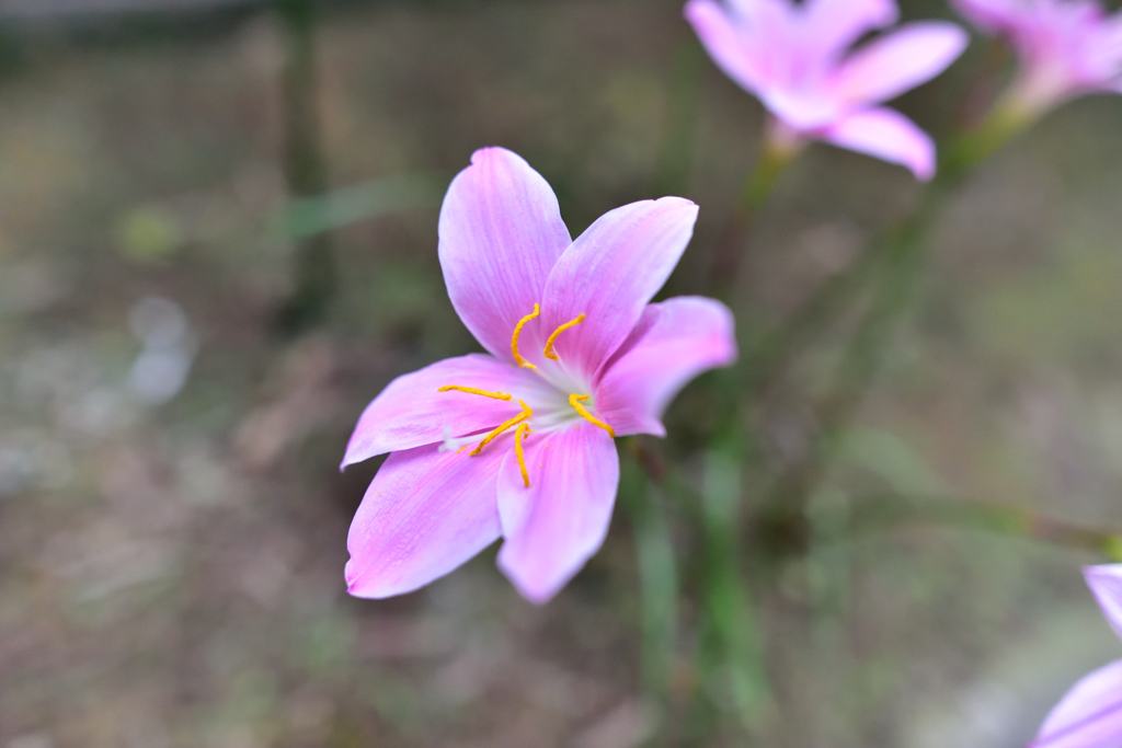 DSC_1232