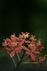 IMGP3510