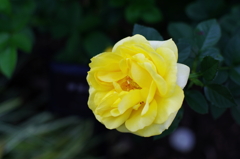 IMGP8812
