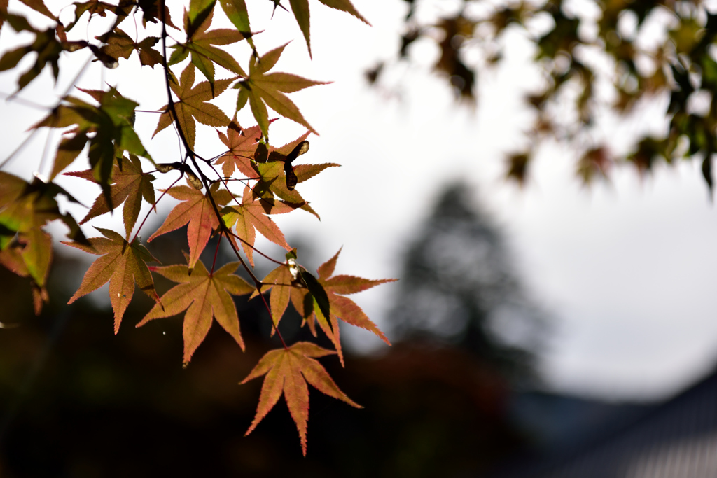 久安寺　紅葉３