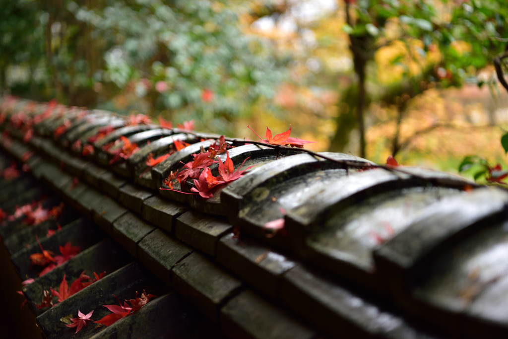宗鏡寺　紅葉１