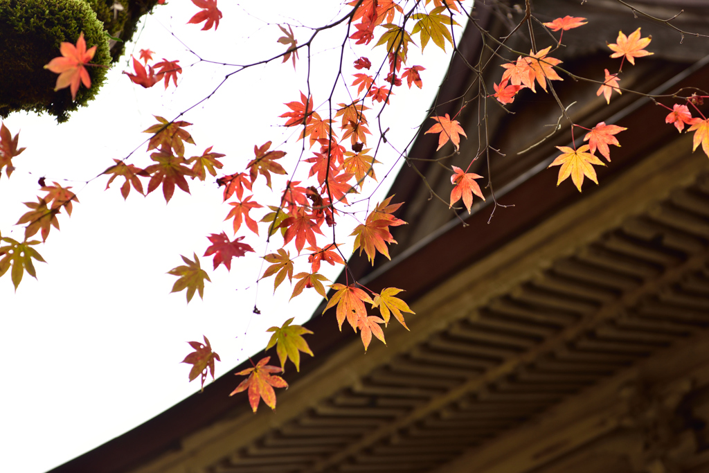 宗鏡寺　紅葉４