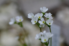 白い花