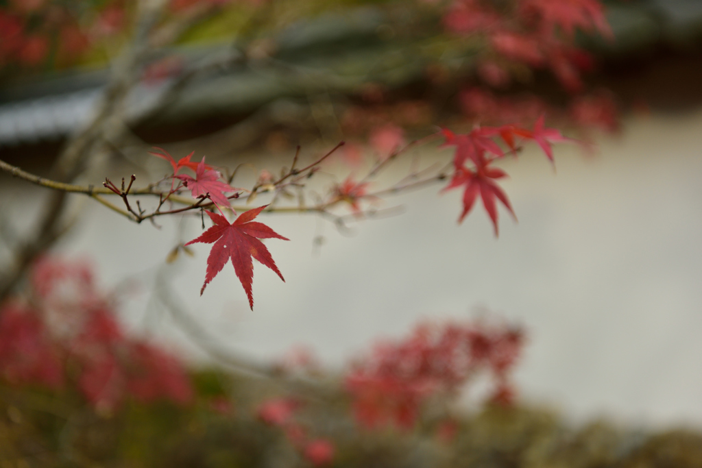 満願寺　紅葉１