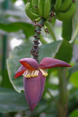 バナナの花