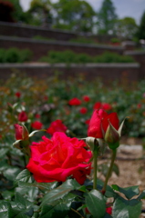 薔薇