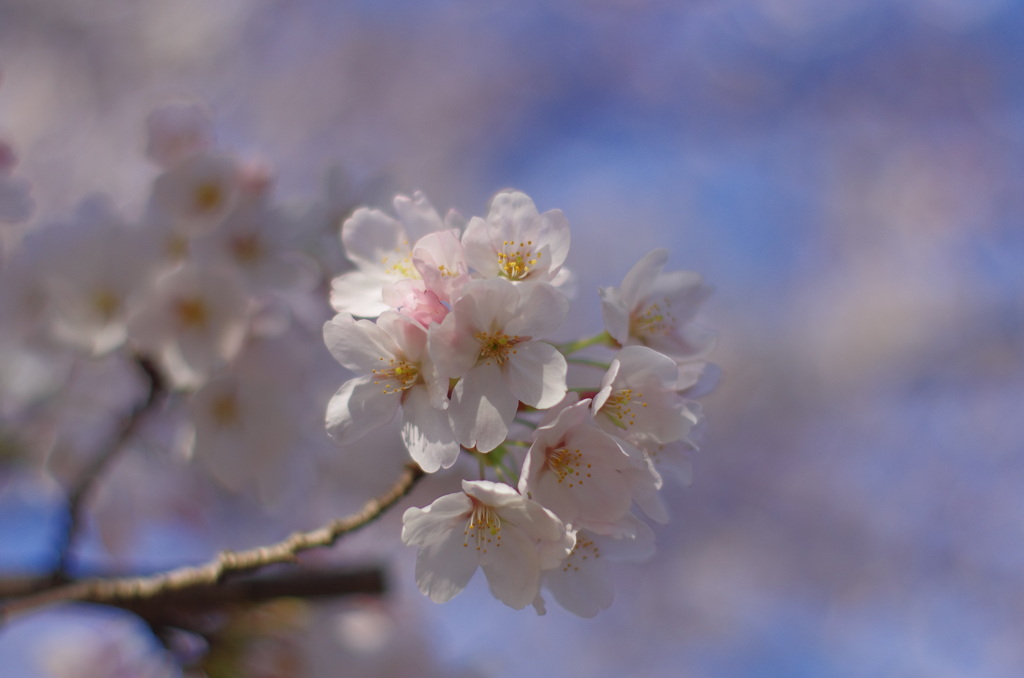 sakura