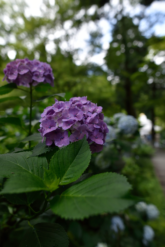 紫陽花