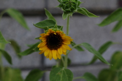 IMGP7137