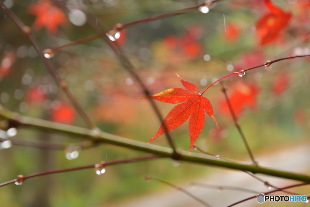 紅葉