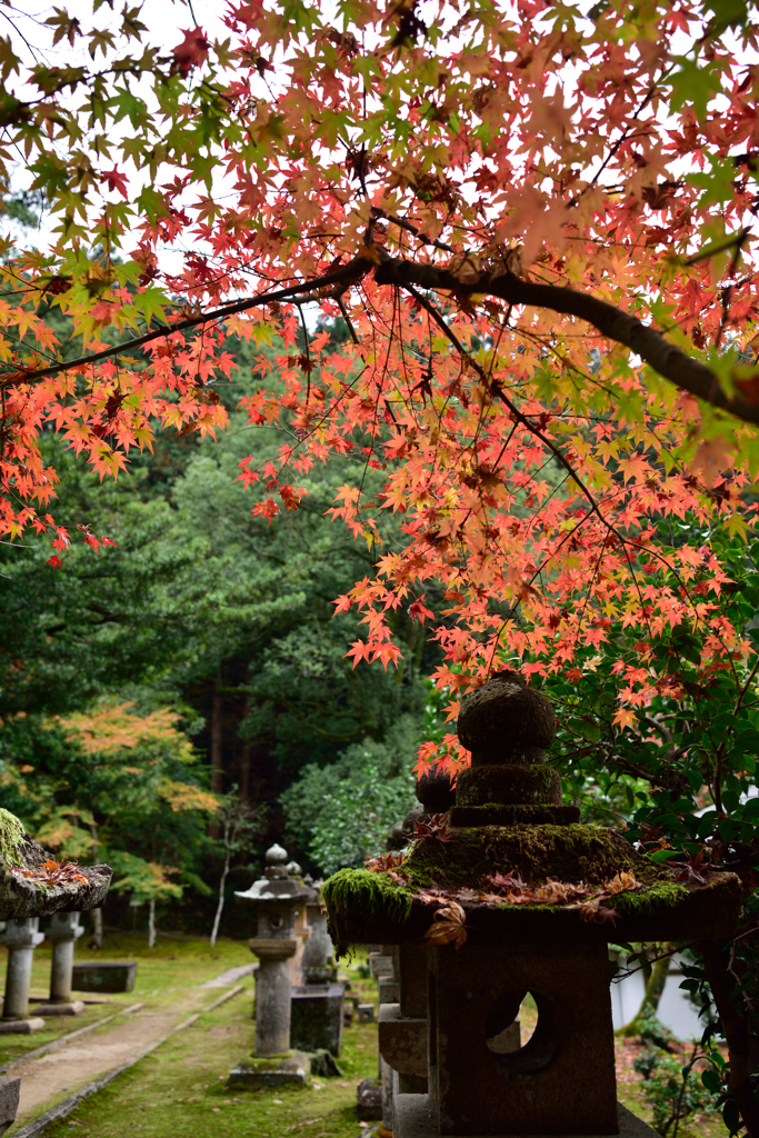 宗鏡寺　紅葉２