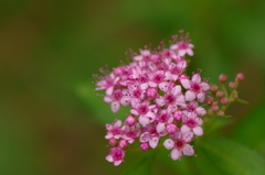 IMGP2297