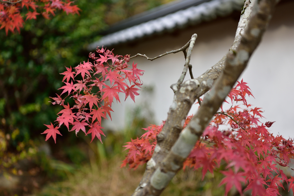 満願寺　紅葉２