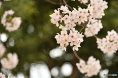 2016sakura