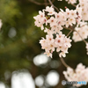 2016sakura