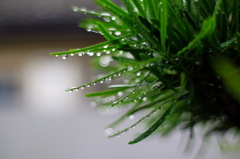 雨上がり