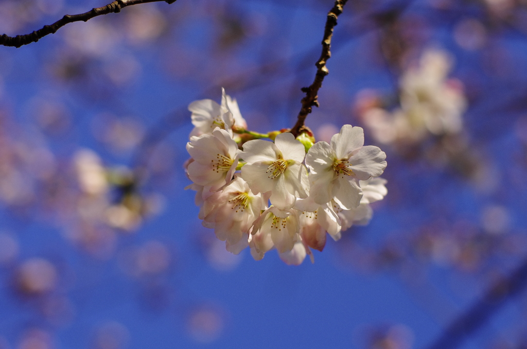 sakura