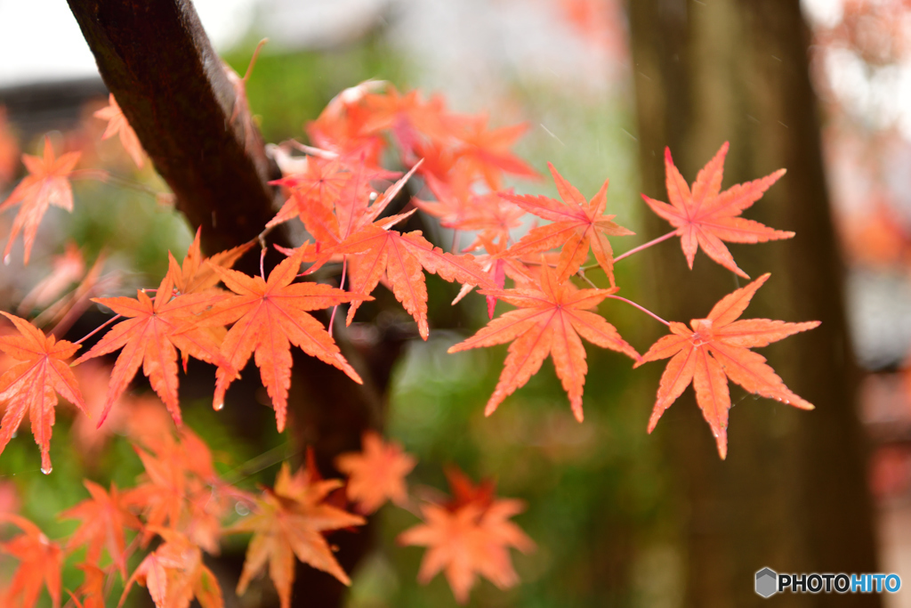 紅葉