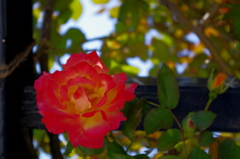 薔薇