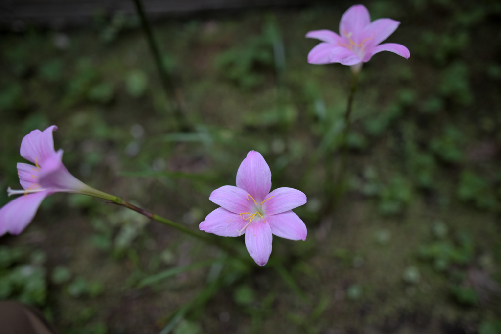 DSC_1306