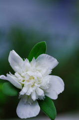 IMGP2944