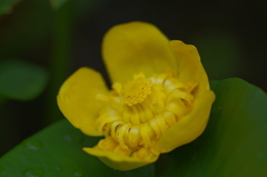 IMGP2287