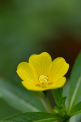 IMGP2274