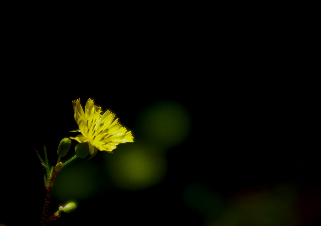 IMGP1275